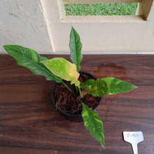Load image into Gallery viewer, #i123 Philodendron Ring of Fire