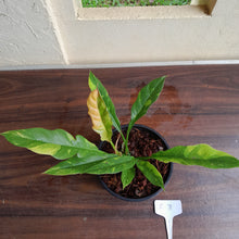 Load image into Gallery viewer, #i71 Philodendron Ring of Fire