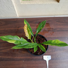 Load image into Gallery viewer, #i71 Philodendron Ring of Fire