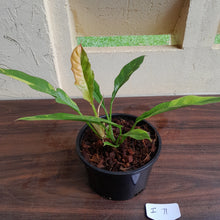 Load image into Gallery viewer, #i71 Philodendron Ring of Fire