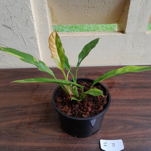 #i71 Philodendron Ring of Fire