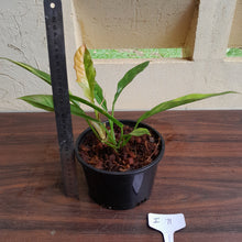 Load image into Gallery viewer, #i71 Philodendron Ring of Fire