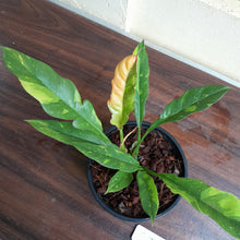Load image into Gallery viewer, #i71 Philodendron Ring of Fire