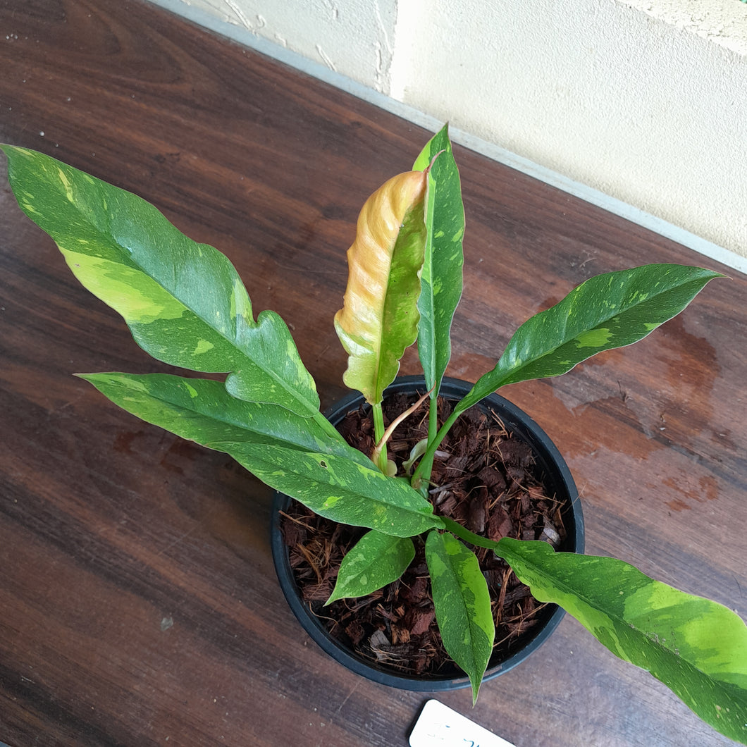 #i71 Philodendron Ring of Fire