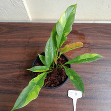 Load image into Gallery viewer, #i71 Philodendron Ring of Fire