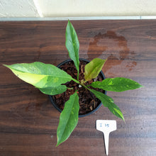 Load image into Gallery viewer, #i15 Philodendron Ring of Fire