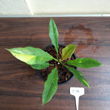 Load image into Gallery viewer, #i15 Philodendron Ring of Fire