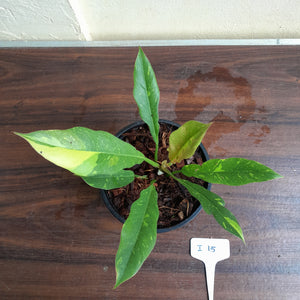 #i15 Philodendron Ring of Fire