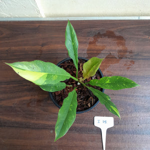 #i15 Philodendron Ring of Fire