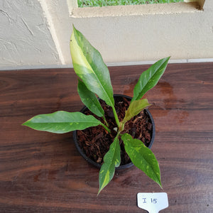 #i15 Philodendron Ring of Fire