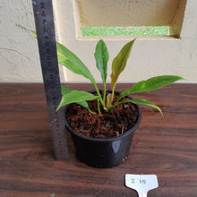Load image into Gallery viewer, #i15 Philodendron Ring of Fire