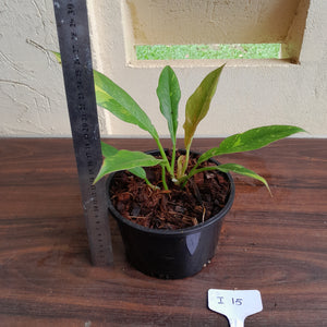 #i15 Philodendron Ring of Fire