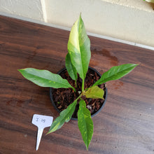 Load image into Gallery viewer, #i15 Philodendron Ring of Fire