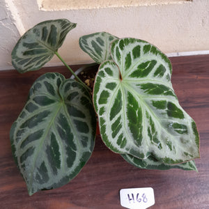 #H68 Anthurium 'Hilders Silver'