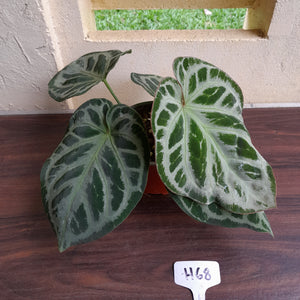 #H68 Anthurium 'Hilders Silver'