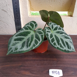 #H68 Anthurium 'Hilders Silver'