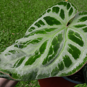 #H68 Anthurium 'Hilders Silver'