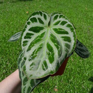 #H68 Anthurium 'Hilders Silver'