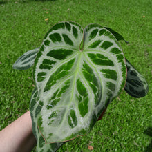 Load image into Gallery viewer, #H68 Anthurium &#39;Hilders Silver&#39;