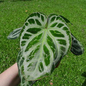 #H68 Anthurium 'Hilders Silver'