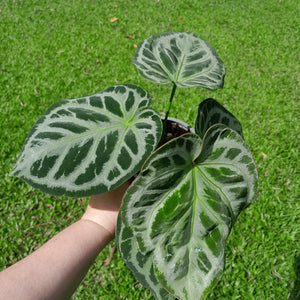 #H68 Anthurium 'Hilders Silver'