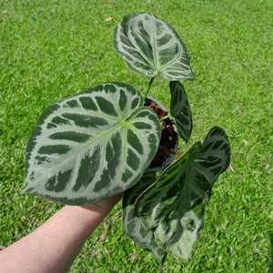 #H68 Anthurium 'Hilders Silver'