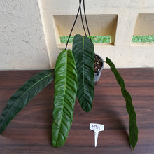 Load image into Gallery viewer, #H31 Large Philodendron Patriciae