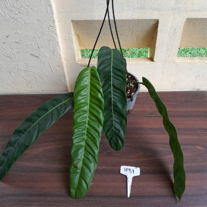 #H31 Large Philodendron Patriciae