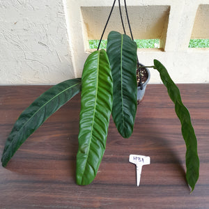 #H31 Large Philodendron Patriciae