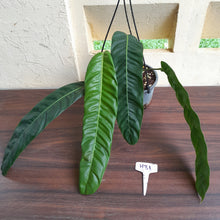 Load image into Gallery viewer, #H31 Large Philodendron Patriciae