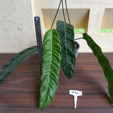 #H31 Large Philodendron Patriciae