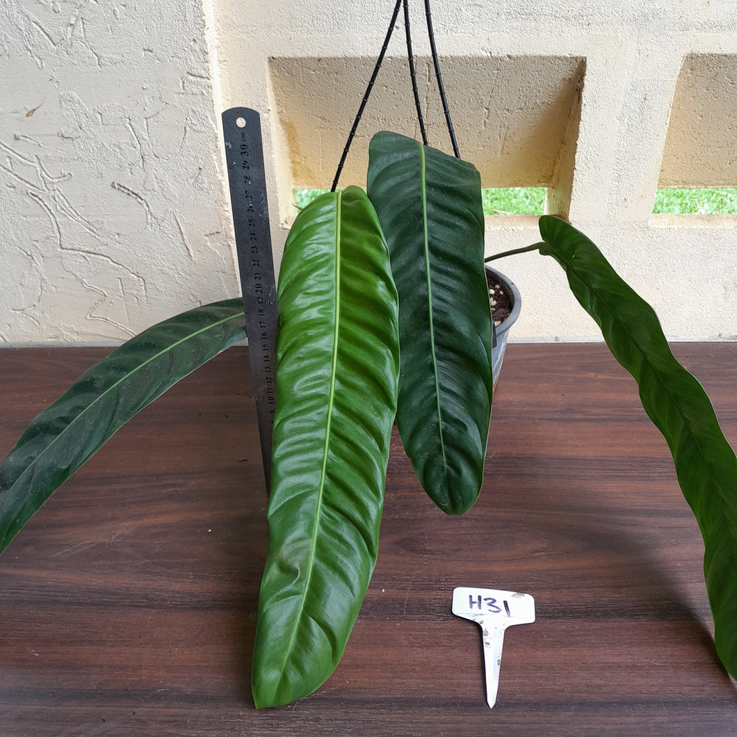 #H31 Large Philodendron Patriciae