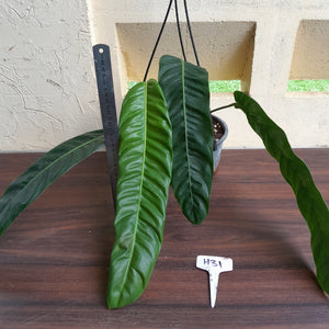 #H31 Large Philodendron Patriciae