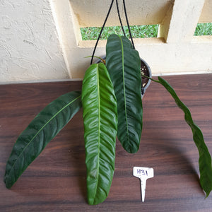 #H31 Large Philodendron Patriciae