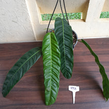 Load image into Gallery viewer, #H31 Large Philodendron Patriciae
