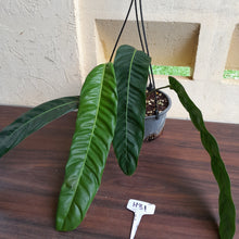 Load image into Gallery viewer, #H31 Large Philodendron Patriciae