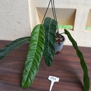 #H31 Large Philodendron Patriciae