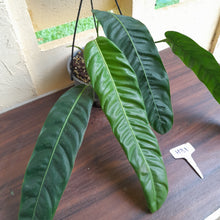 Load image into Gallery viewer, #H31 Large Philodendron Patriciae