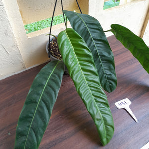 #H31 Large Philodendron Patriciae