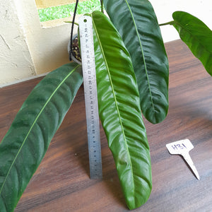 #H31 Large Philodendron Patriciae