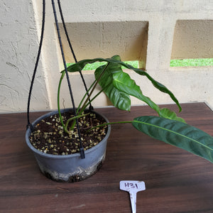 #H31 Large Philodendron Patriciae