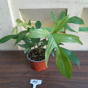 #H6 Philodendron Florida Ghost