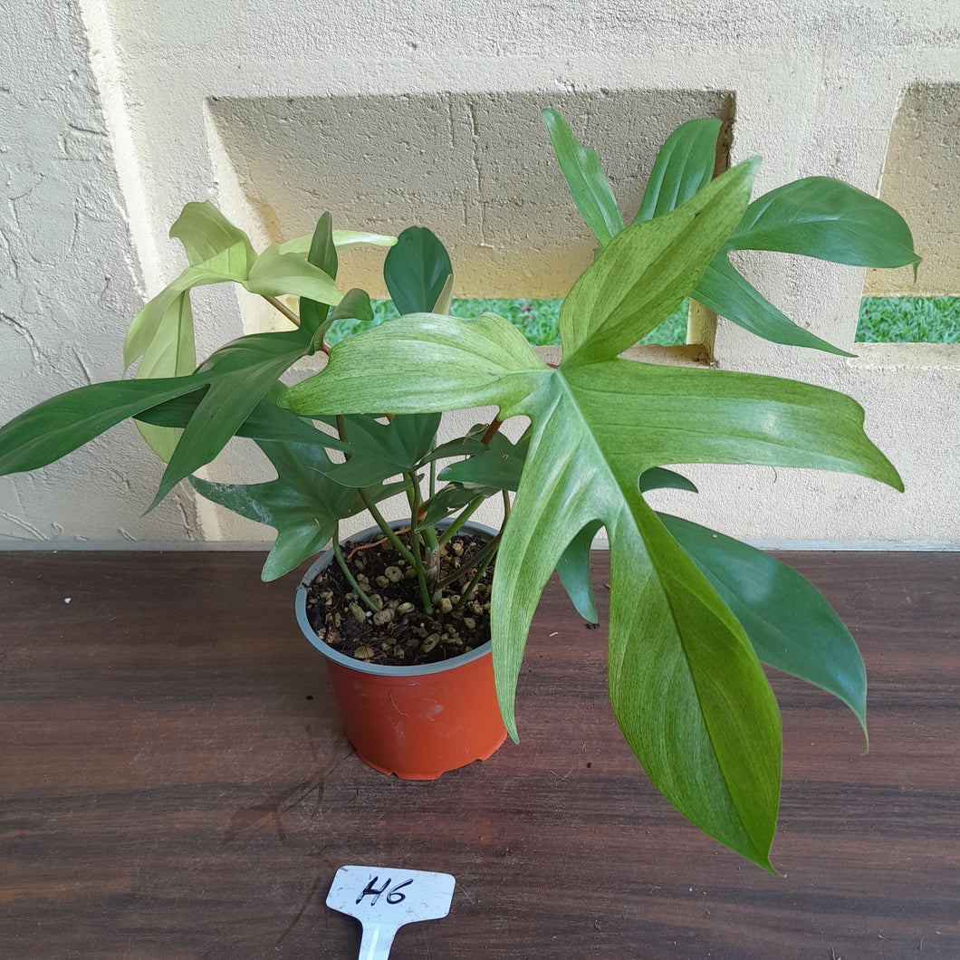 #H6 Philodendron Florida Ghost