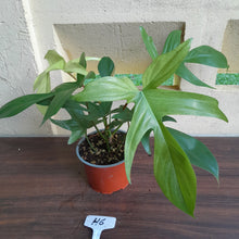 Load image into Gallery viewer, #H6 Philodendron Florida Ghost