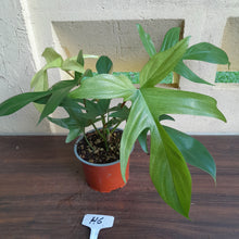 Load image into Gallery viewer, #H6 Philodendron Florida Ghost