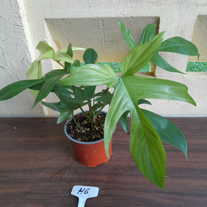#H6 Philodendron Florida Ghost