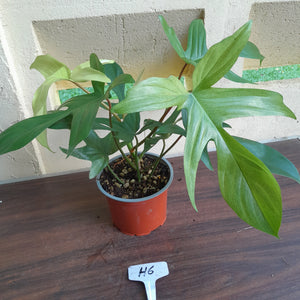 #H6 Philodendron Florida Ghost