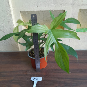 #H6 Philodendron Florida Ghost