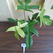 Load image into Gallery viewer, #H6 Philodendron Florida Ghost