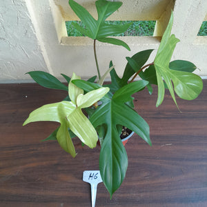 #H6 Philodendron Florida Ghost